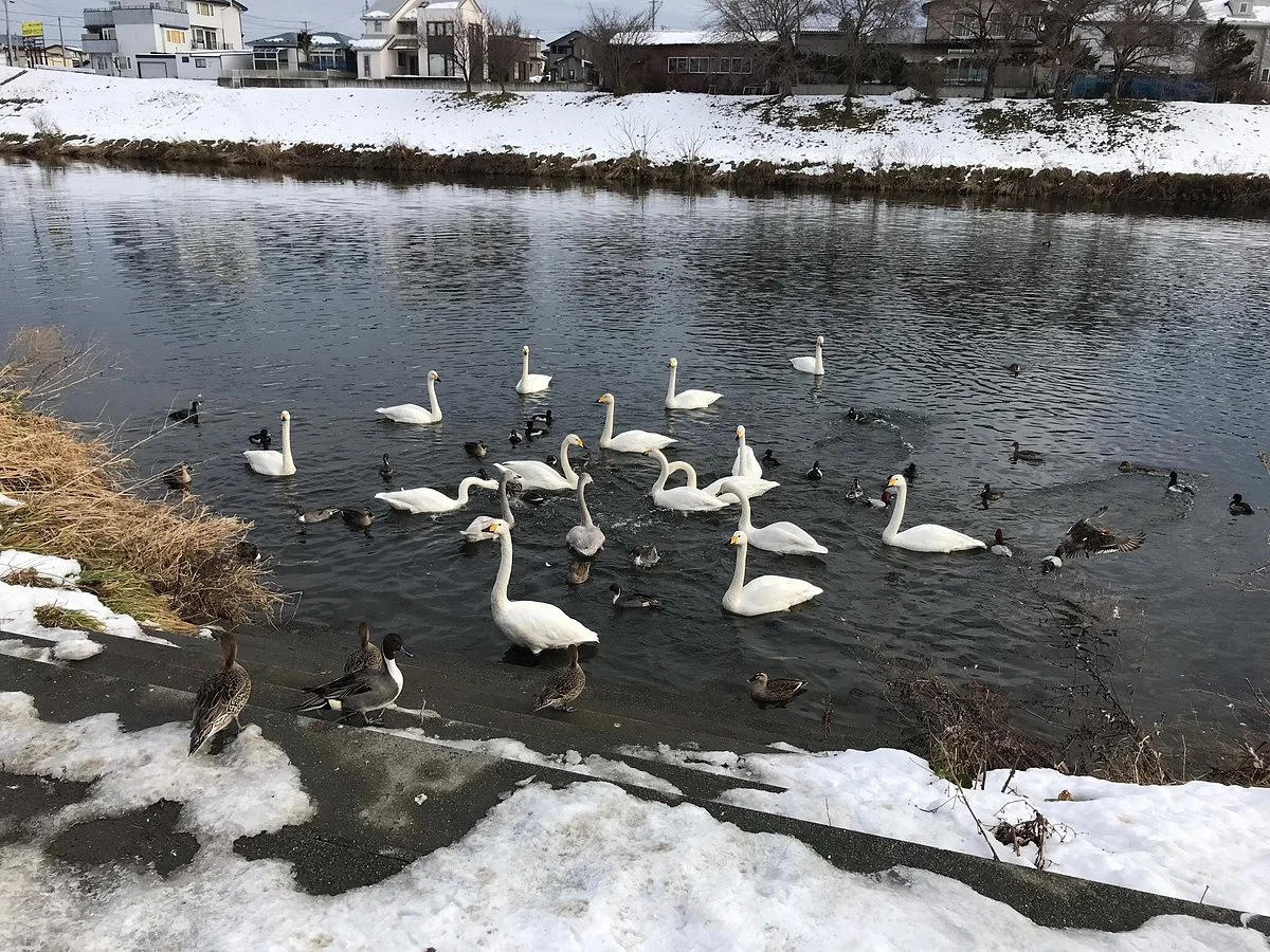 Niida Park