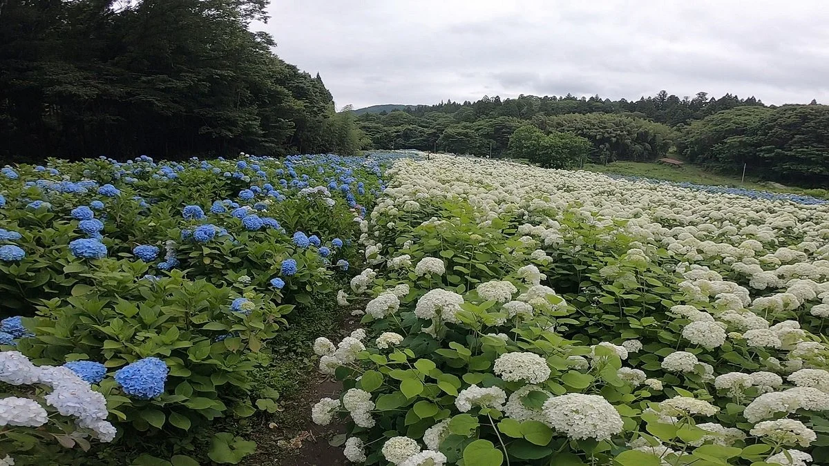 Michinoku Hydrangea Garden