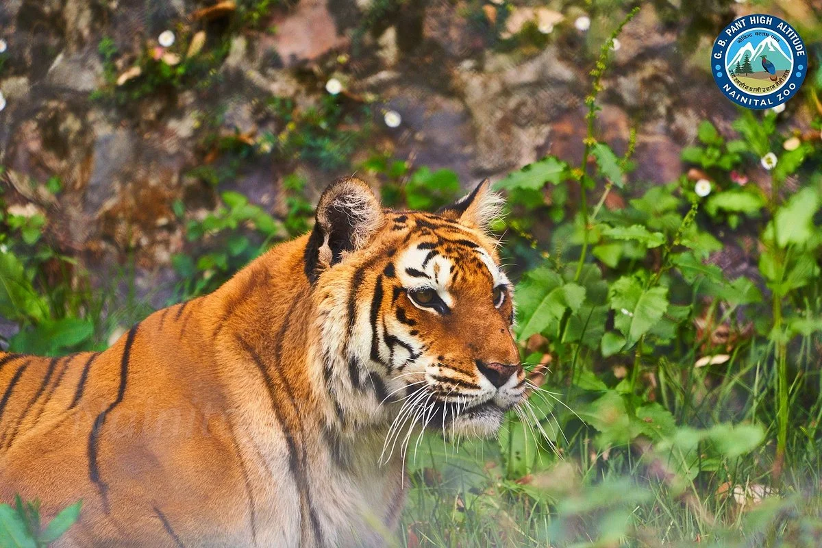 Nainital Zoo