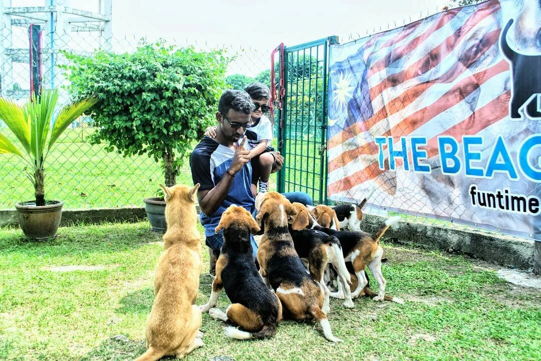 The Beagle Mania