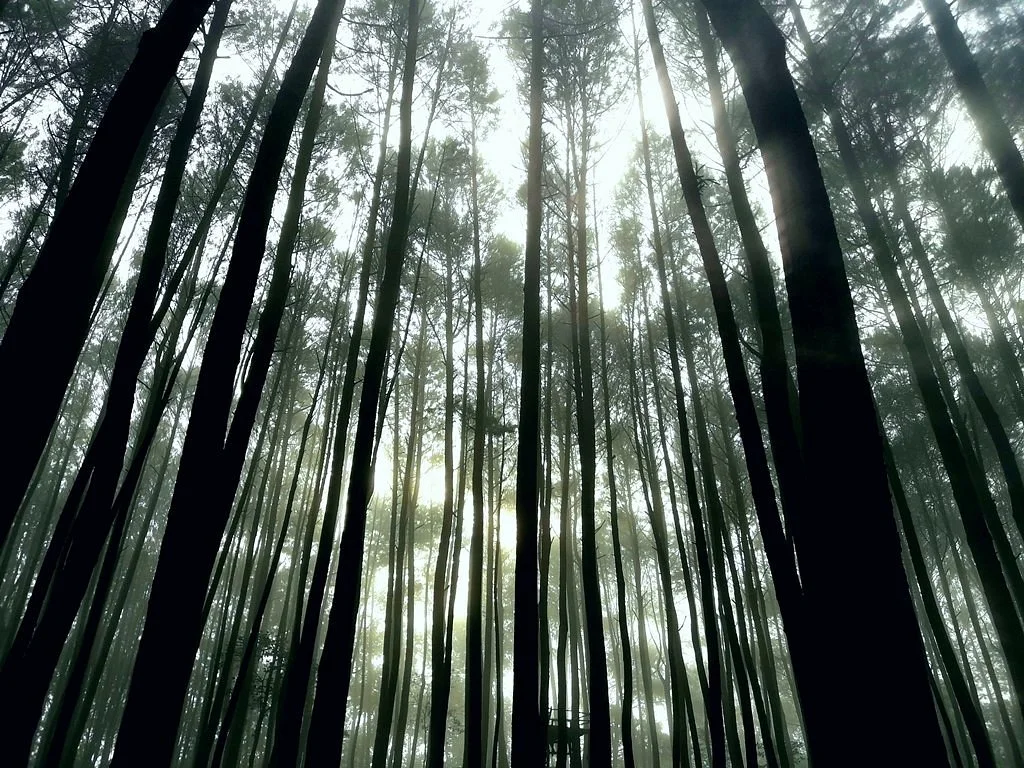 Imogiri Pine Forest