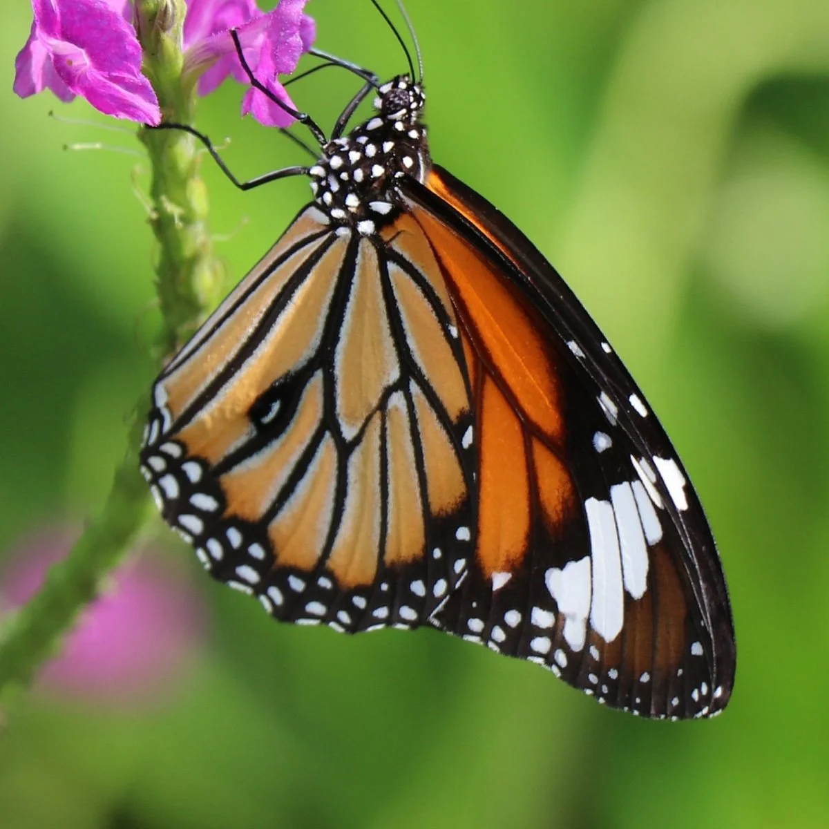 Butterfly park - Ovalekar Wadi