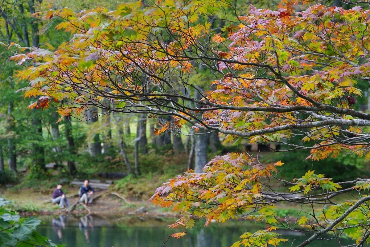 Dokkonuma Swamp