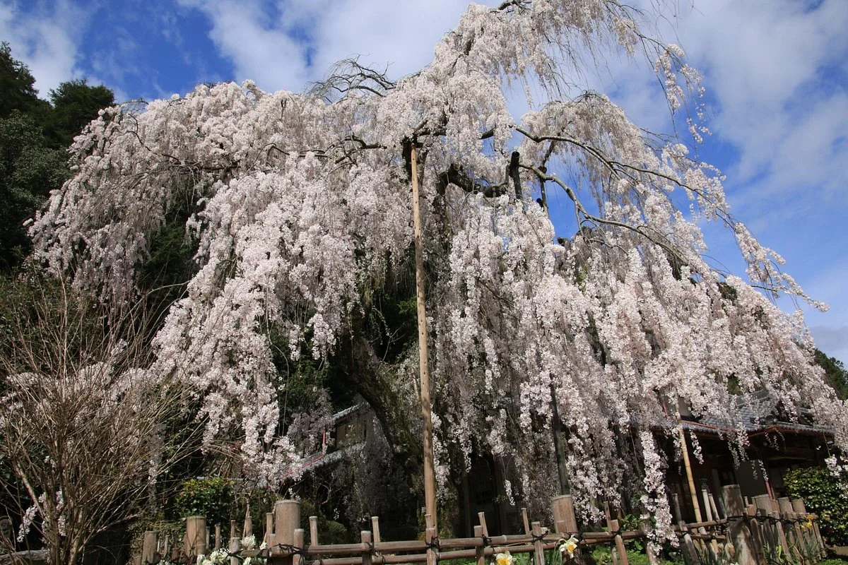 Ono-ji Temple