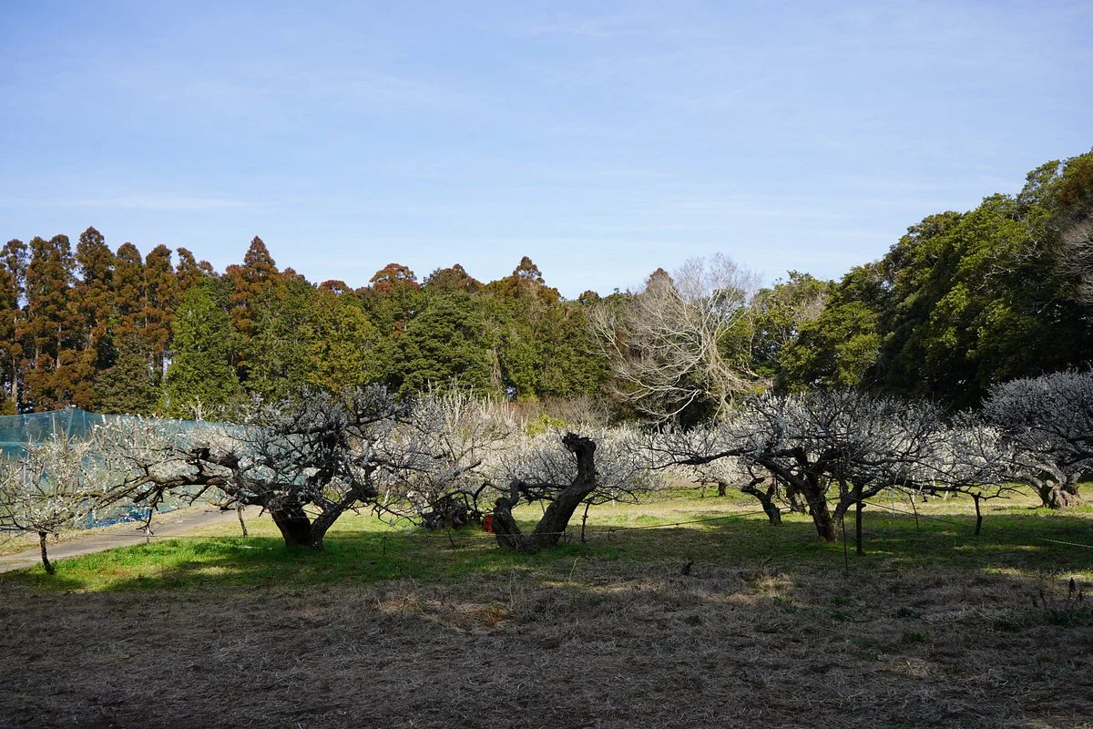 Sakata Castle Ruin