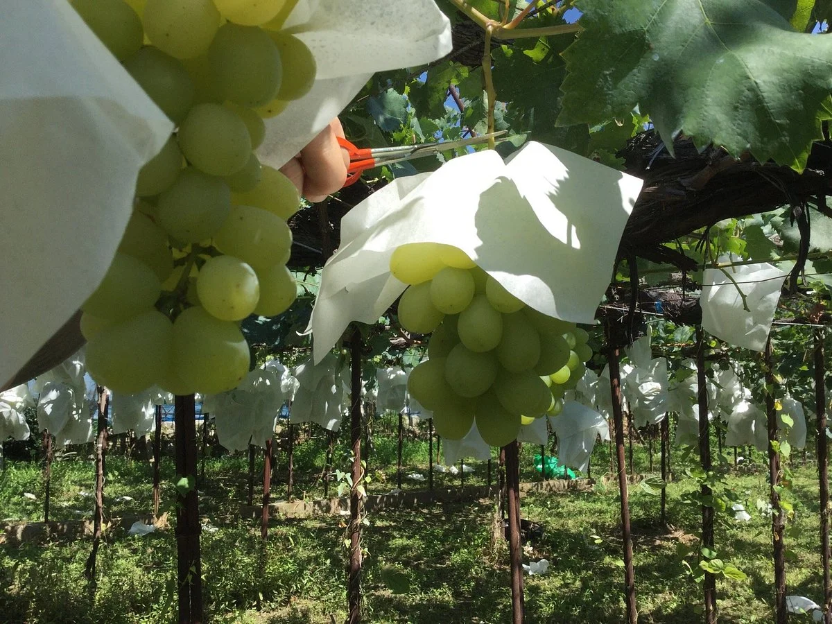 Hooyuran Orchards