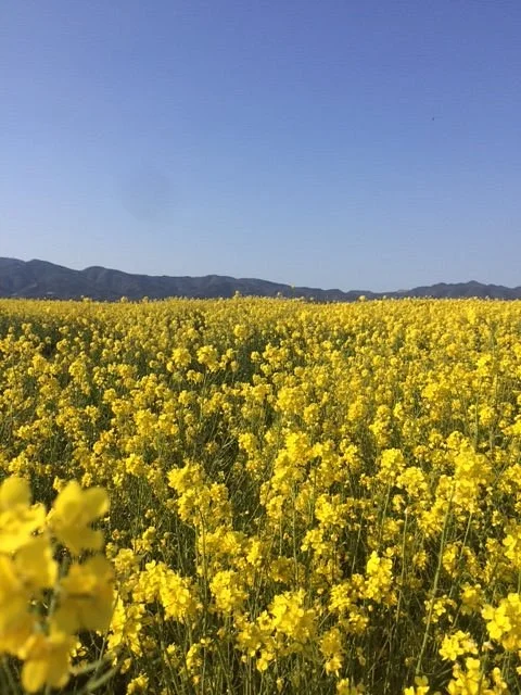 Yoshinogawa Riverbed