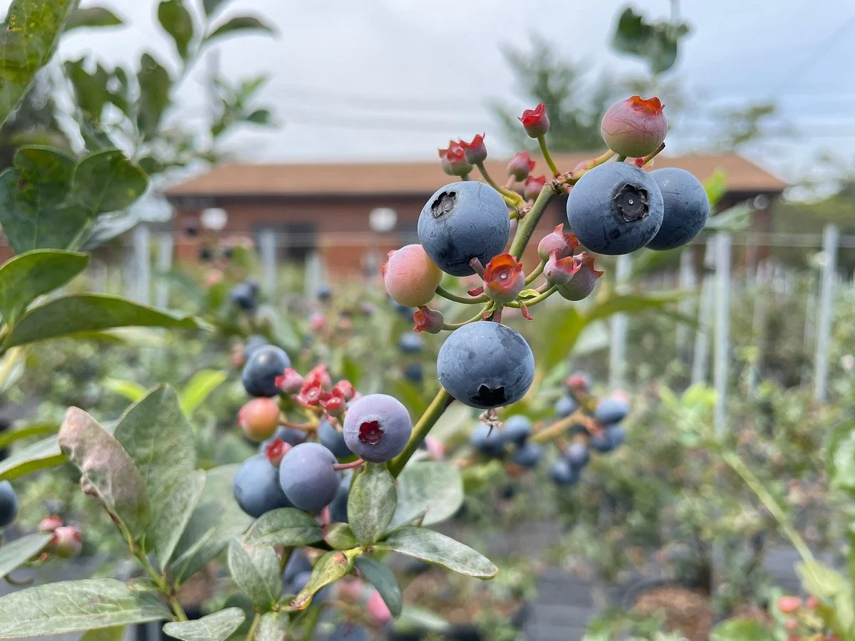 Blueberry Factory Gifu