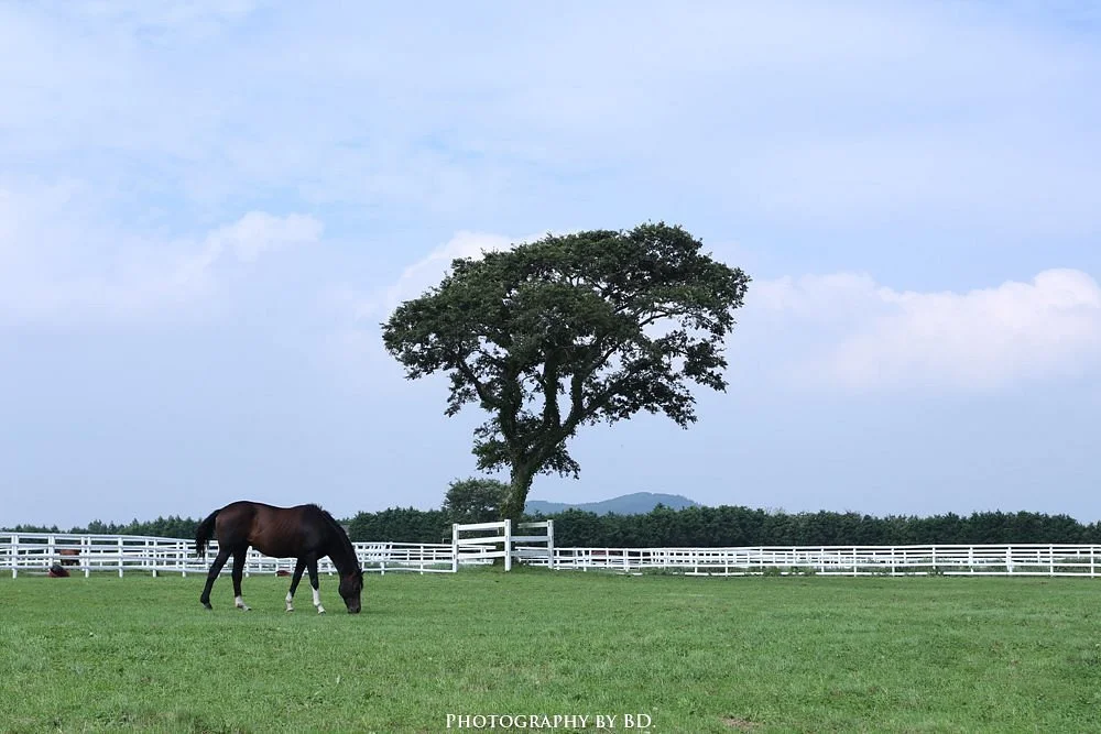 Let's Run Farm Jeju