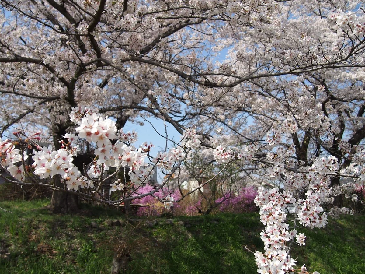 Kosho no Sakura