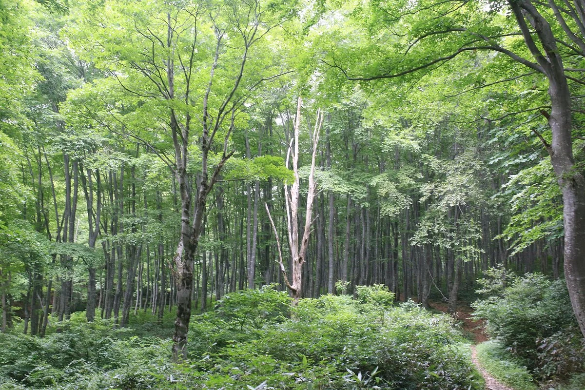 Hiramaru Fureai no Mori