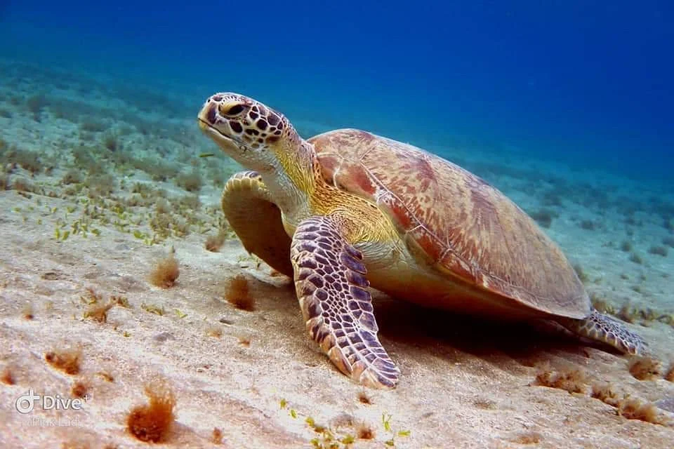 Kosgoda Turtle Care