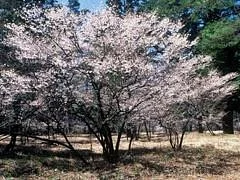Fujizakura Community of Tsutsujigahara