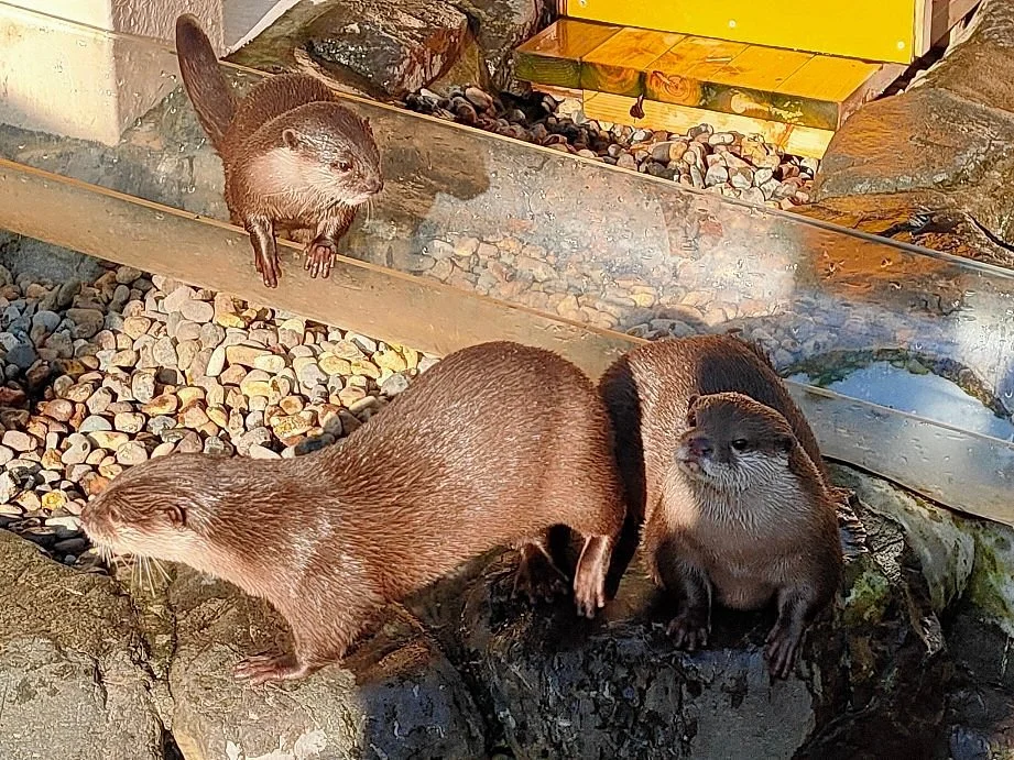 Ageo Maruyama Park Small Zoo