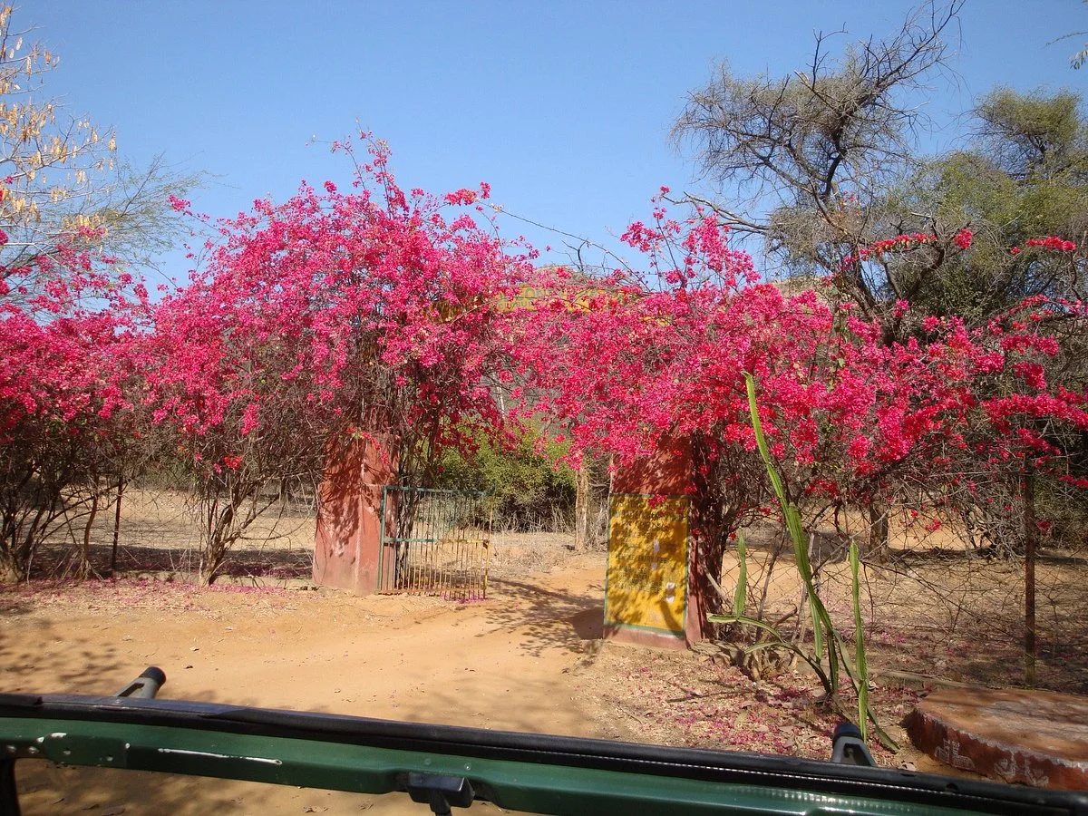 India Wildlife Safari