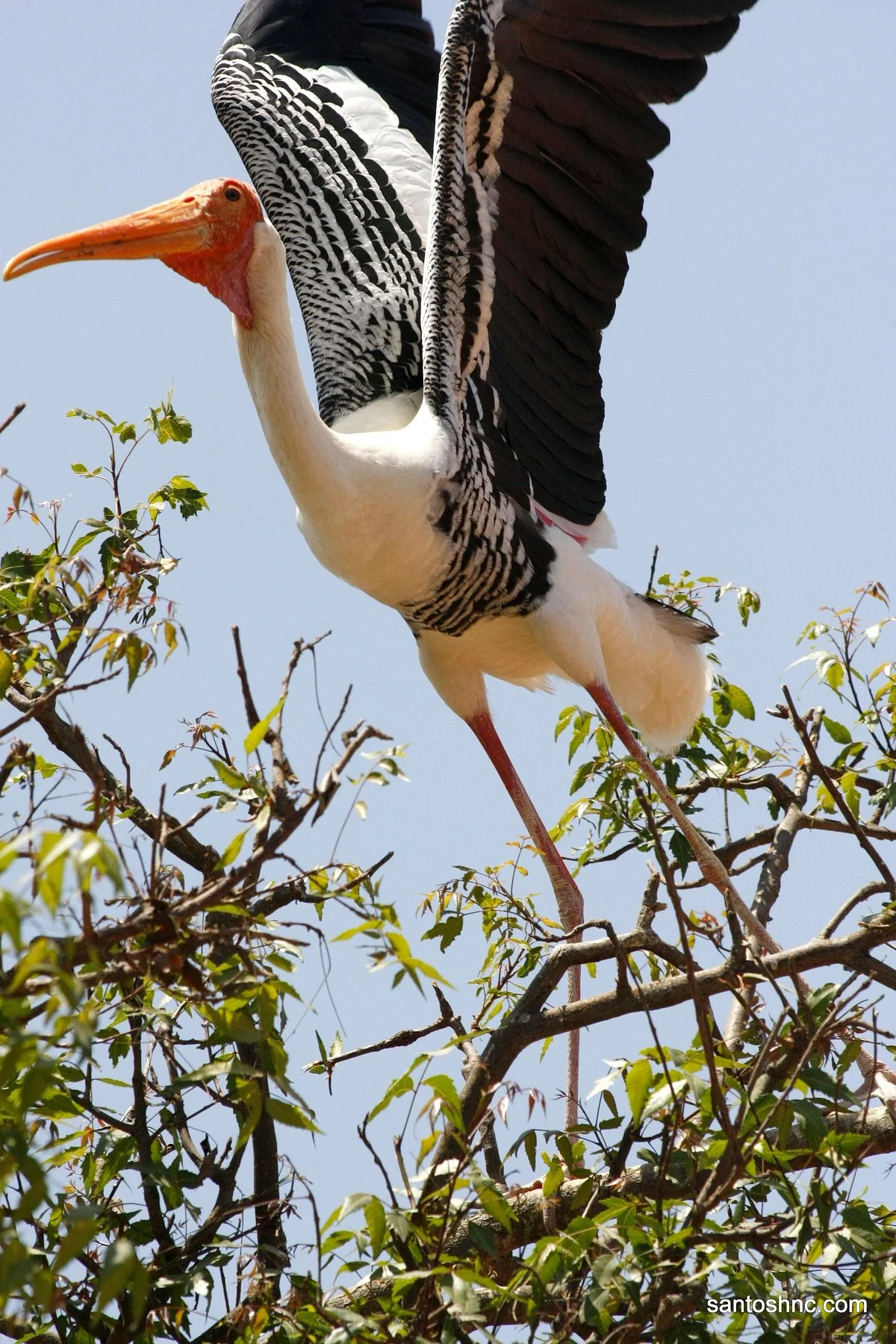 Kokrebellur Pelicanry