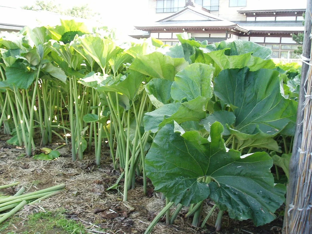 Nida no Akitafuki