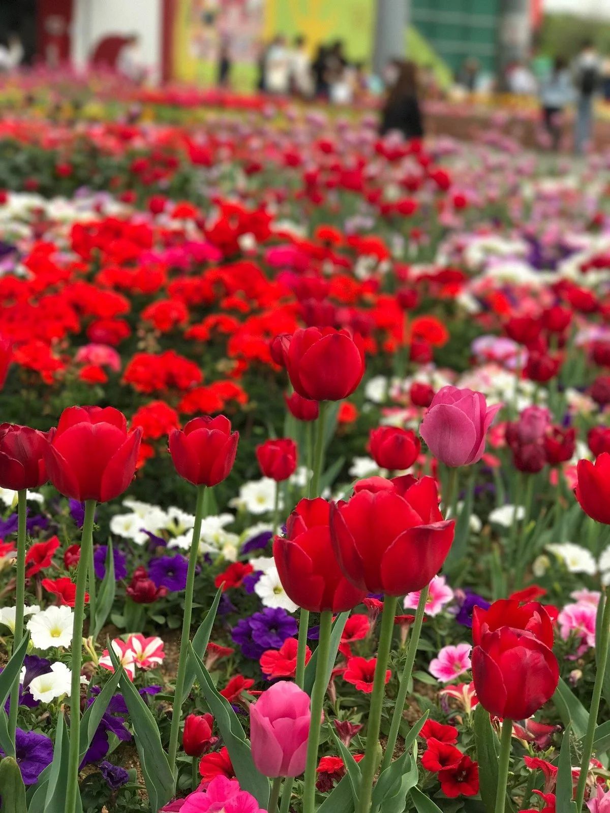 International Horticulture Goyang Korea