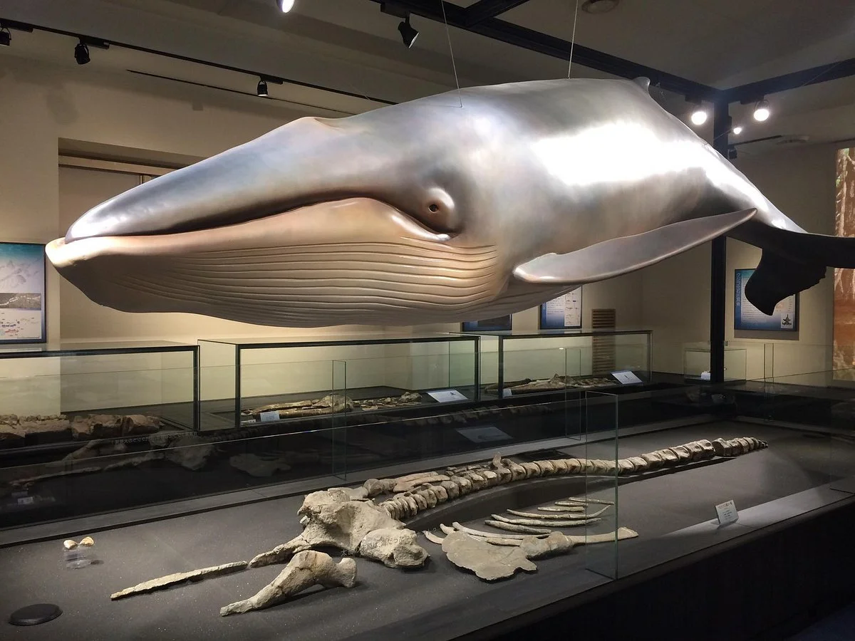 Hiwa Natural Science Museum