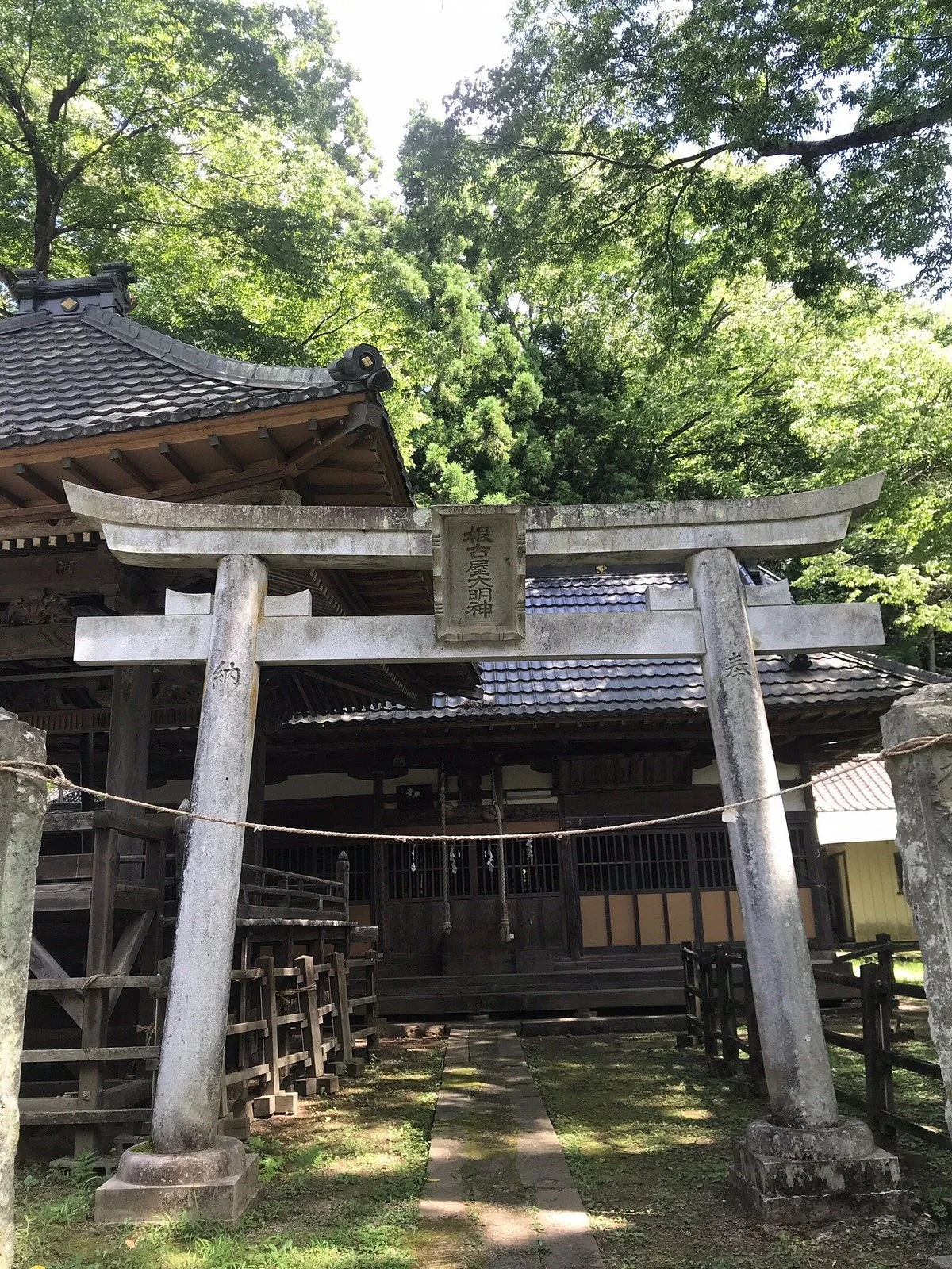 Zelkova Tree of Negoya Shrine