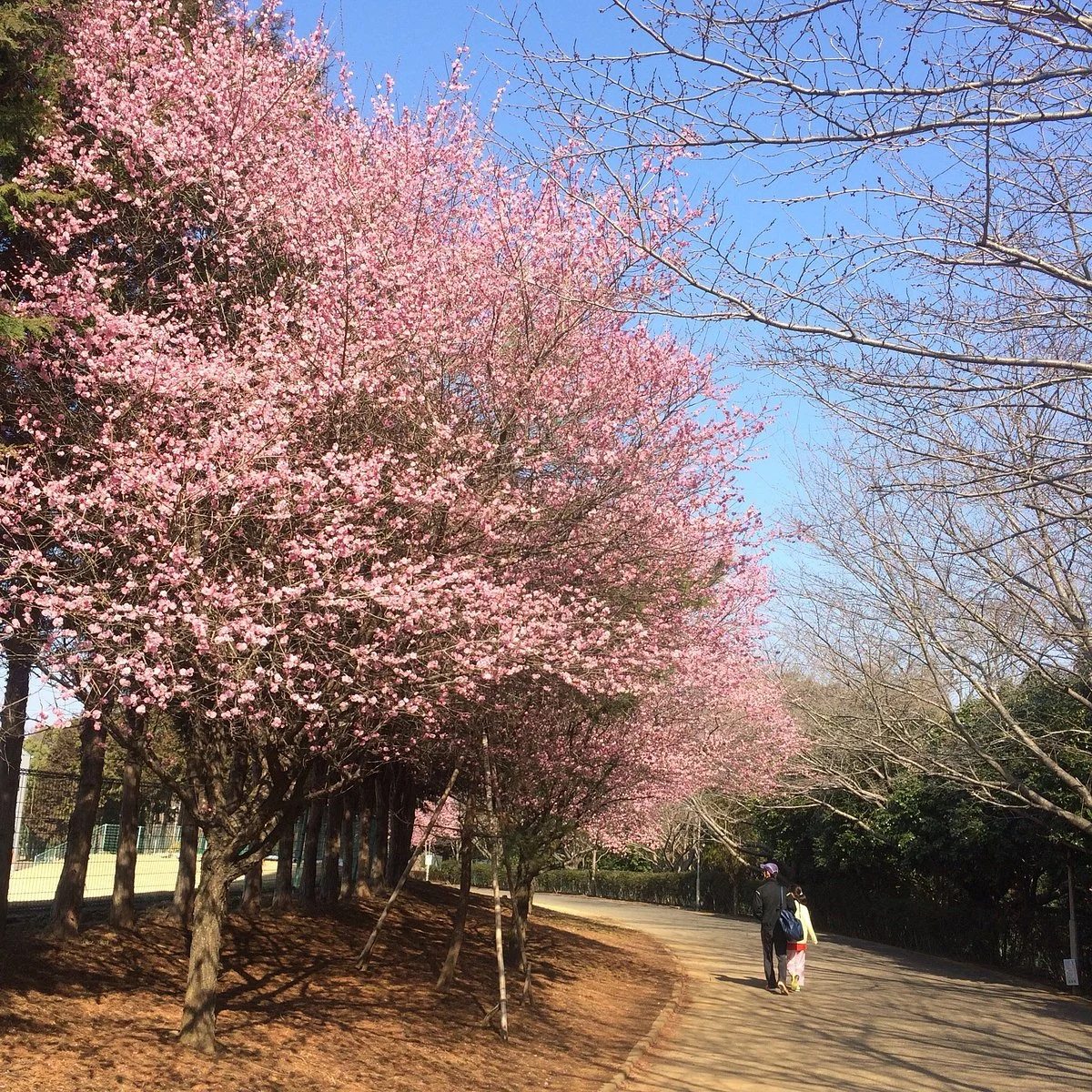 Shiroi Sports Park