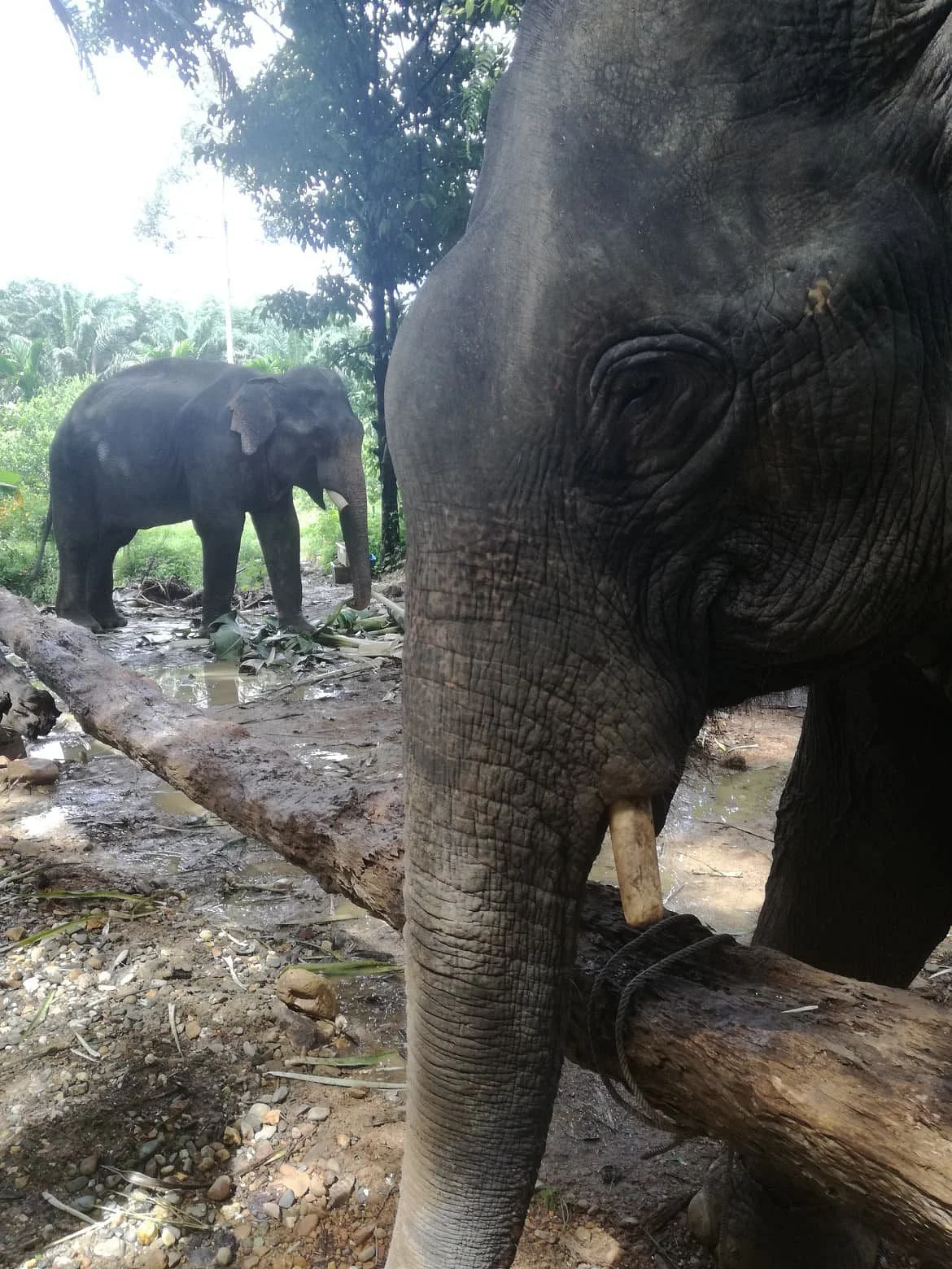 Jem's Elephant Retirement Park