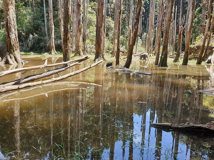 Lotus Forest