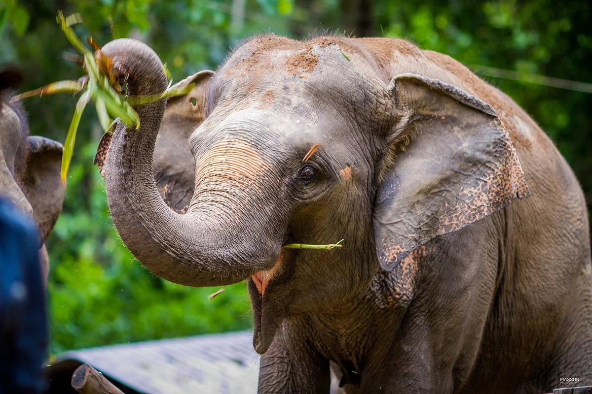 Elephant Haven