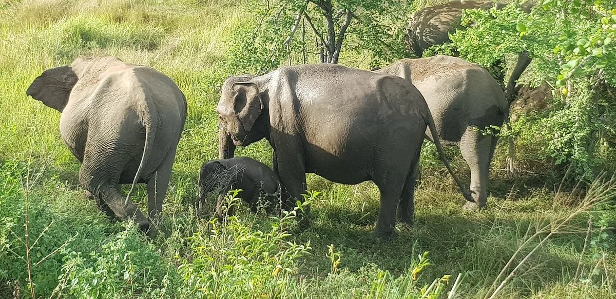 Maduru Oya National Park