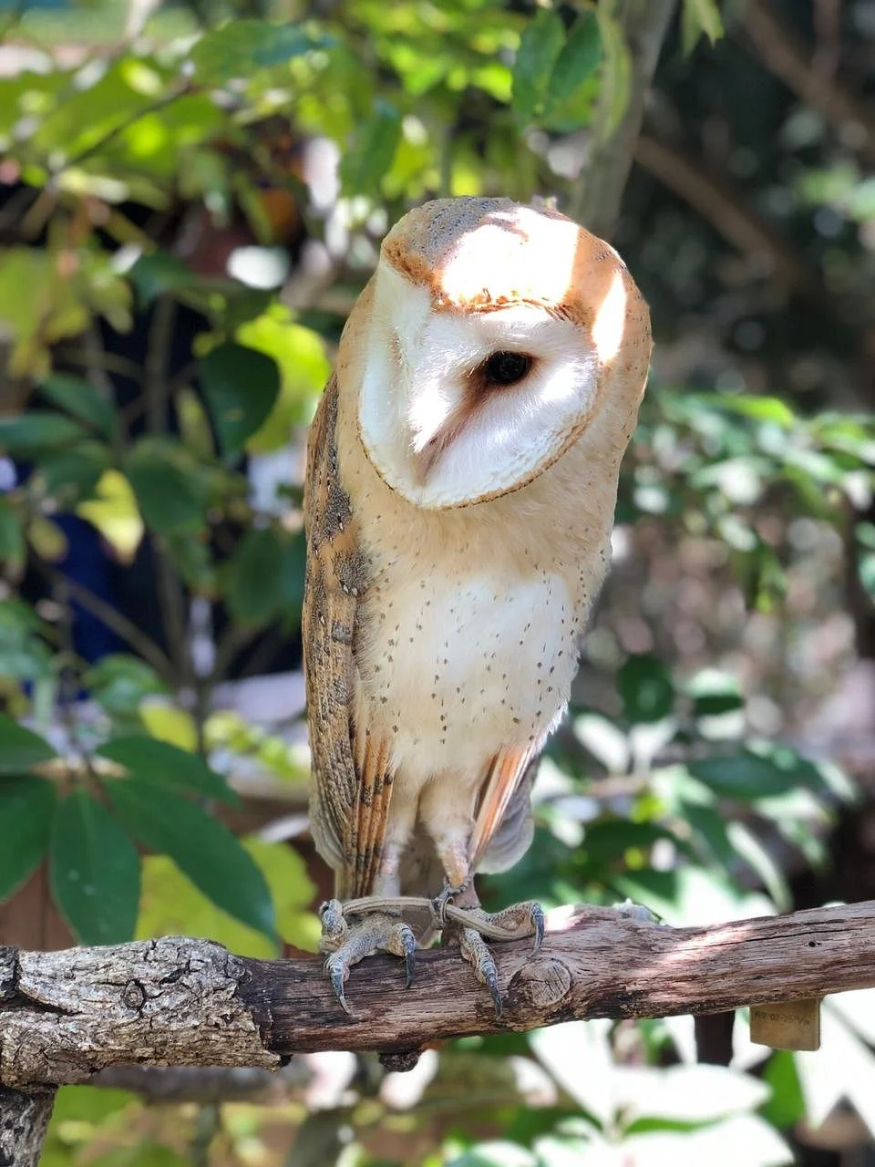 Owl's Forest Zoo