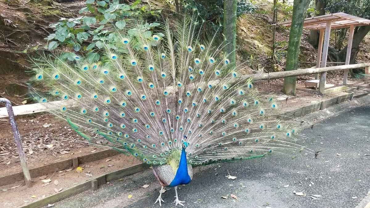 Omuta City Zoo