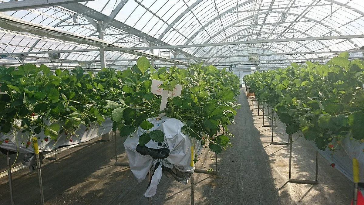 Harada Strawberry Farm