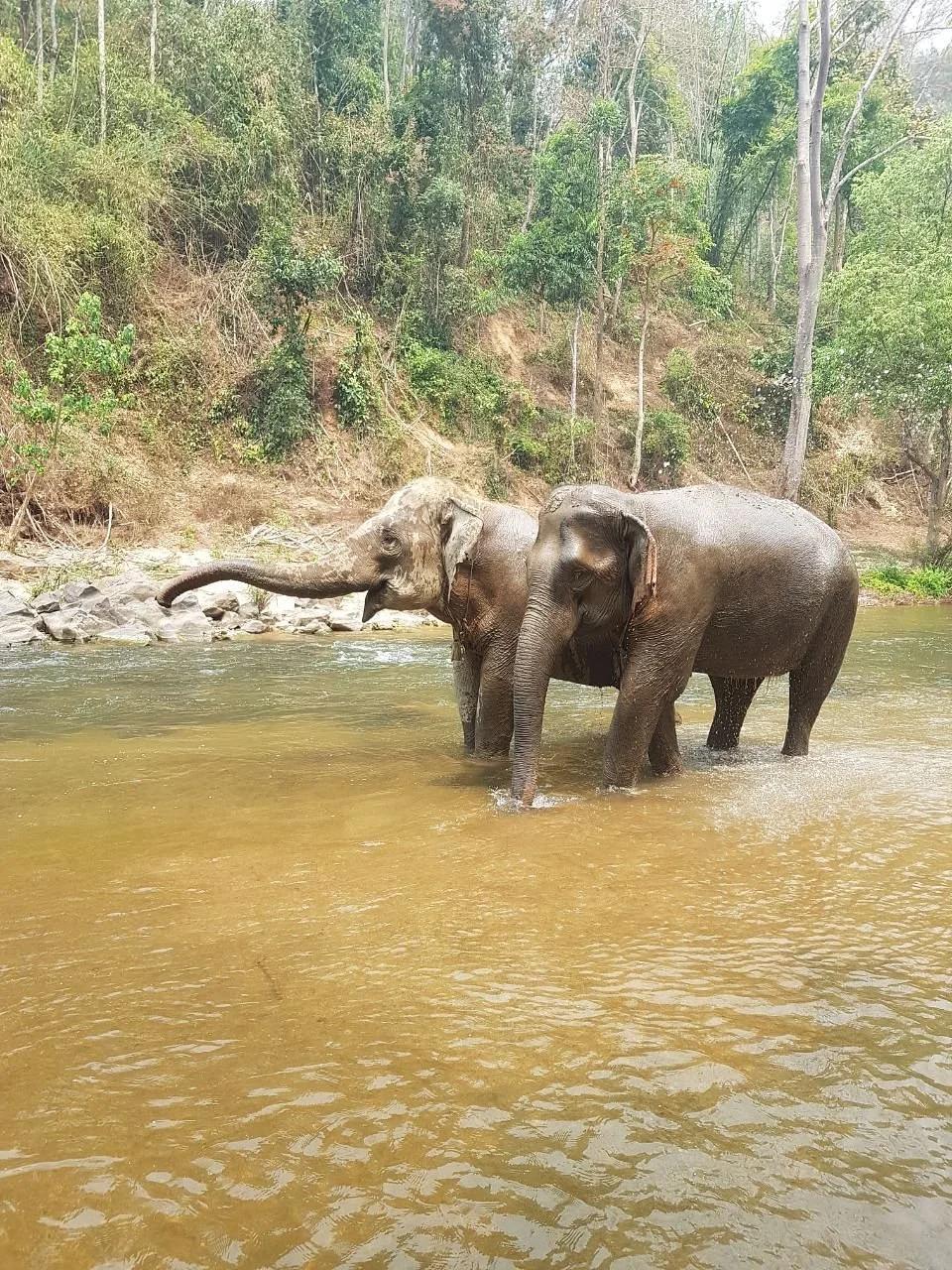 Siam Elephant