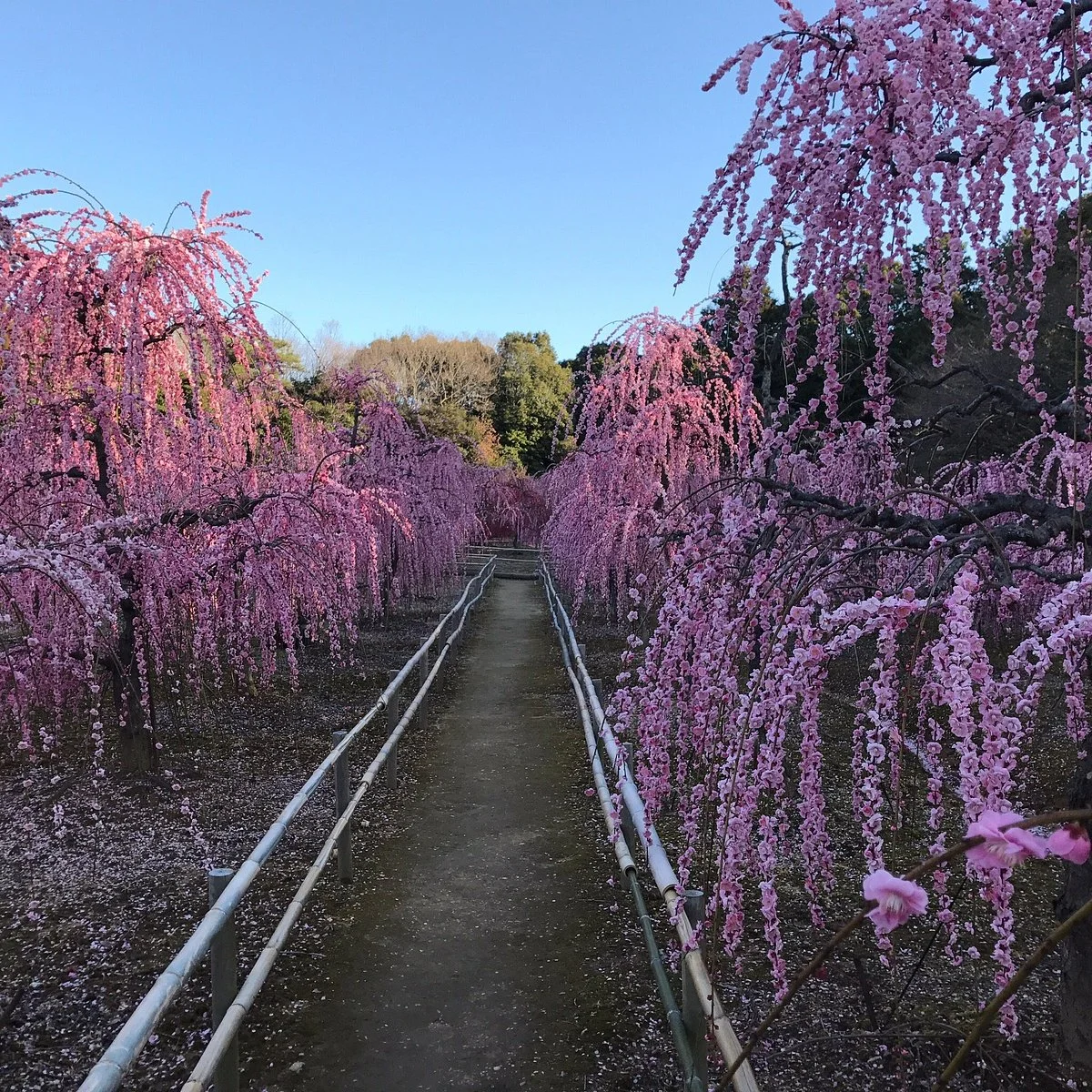 Sugawara Shrine
