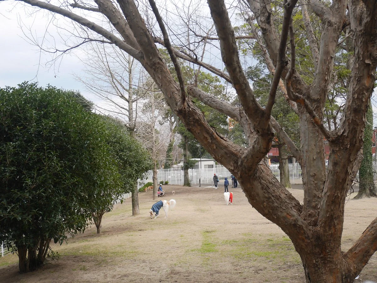 Beppu Municipal Dog Run