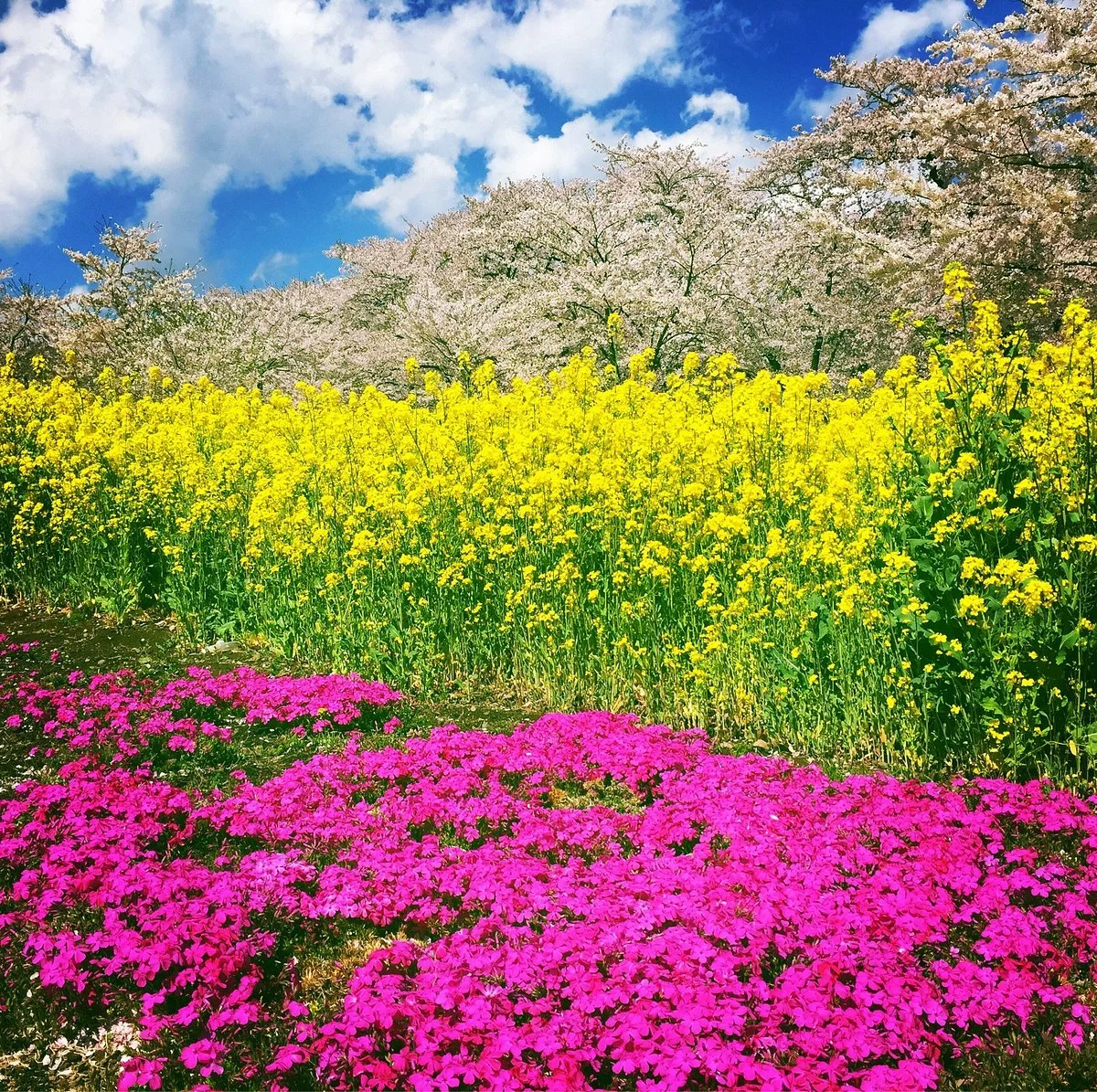 Senbon Cherry Blossom in Akagi Nammen
