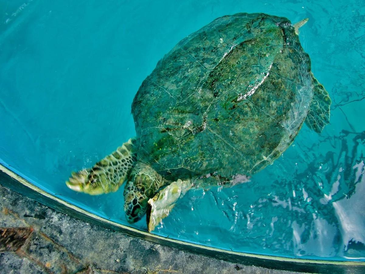 Sea Turtle Conservation Center, Sattahip