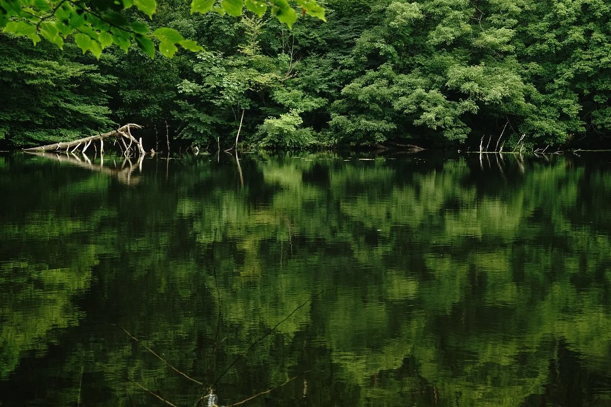 Koigakubo Wetlands