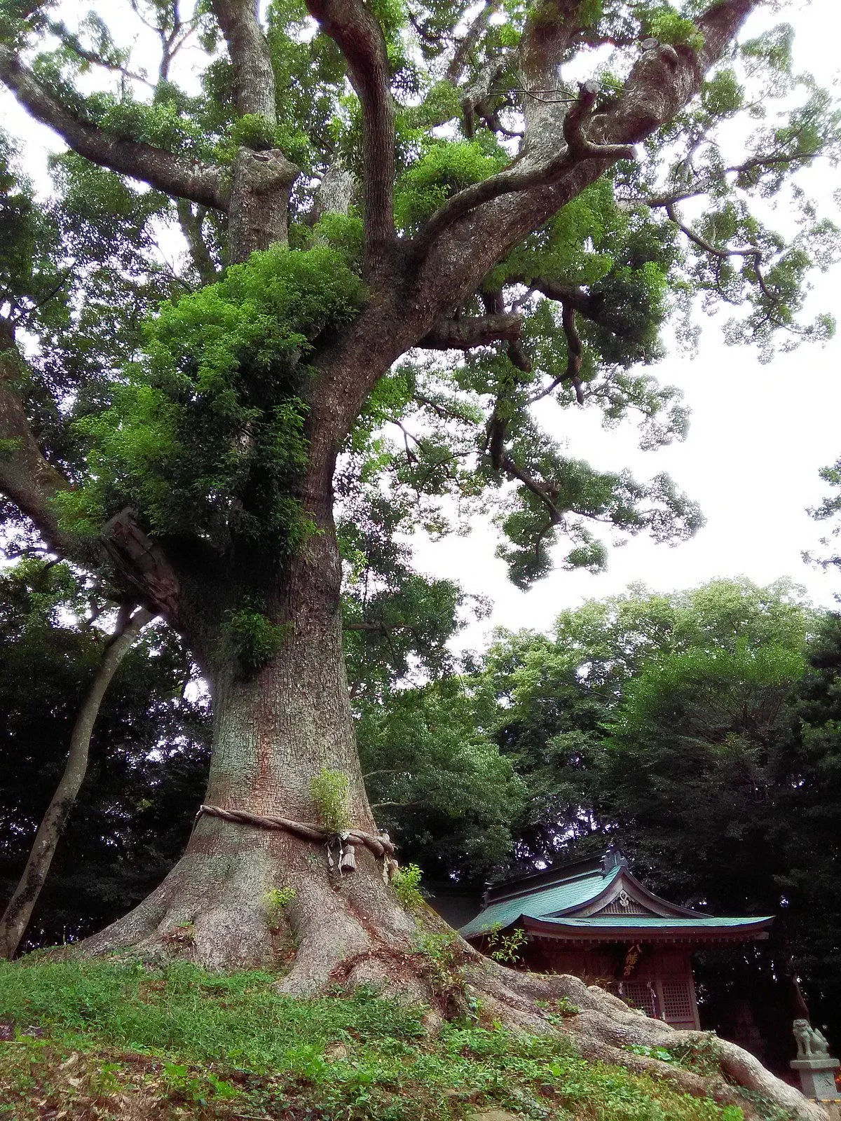 Mitsuoka Hachimangu
