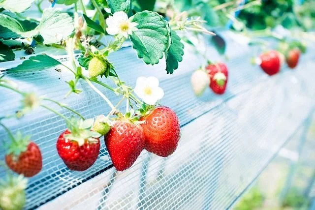 Iwamura Strawberry Farm