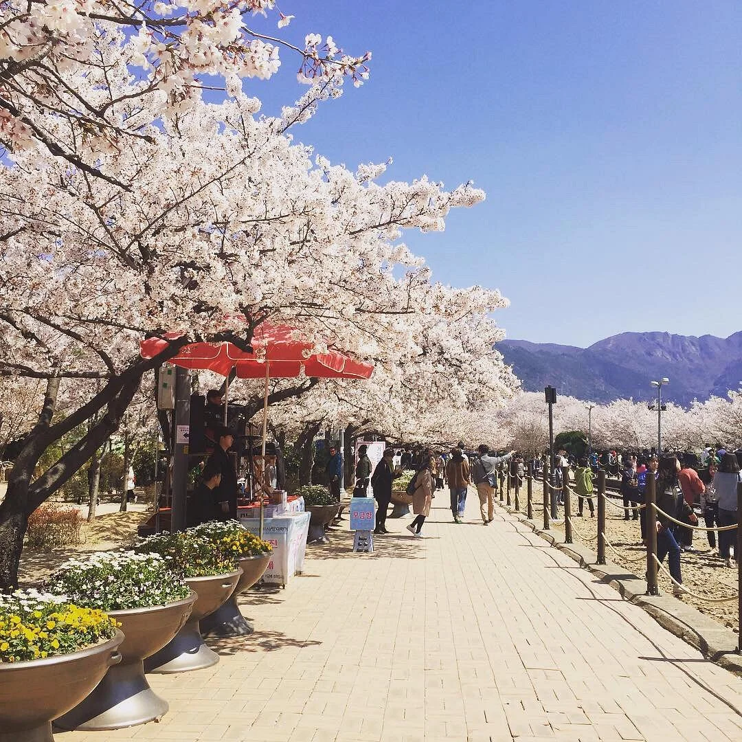 Jinhae Gunhangje Festival