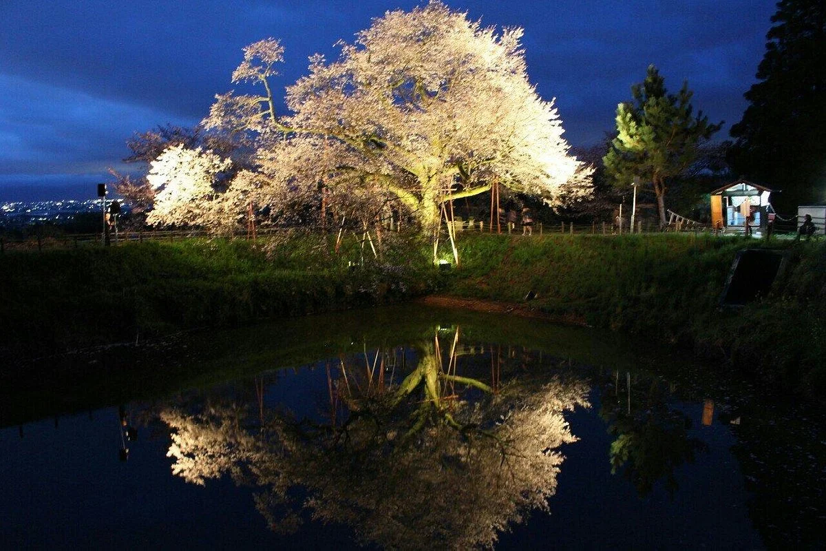 Asai's Cherry Blossom Tree