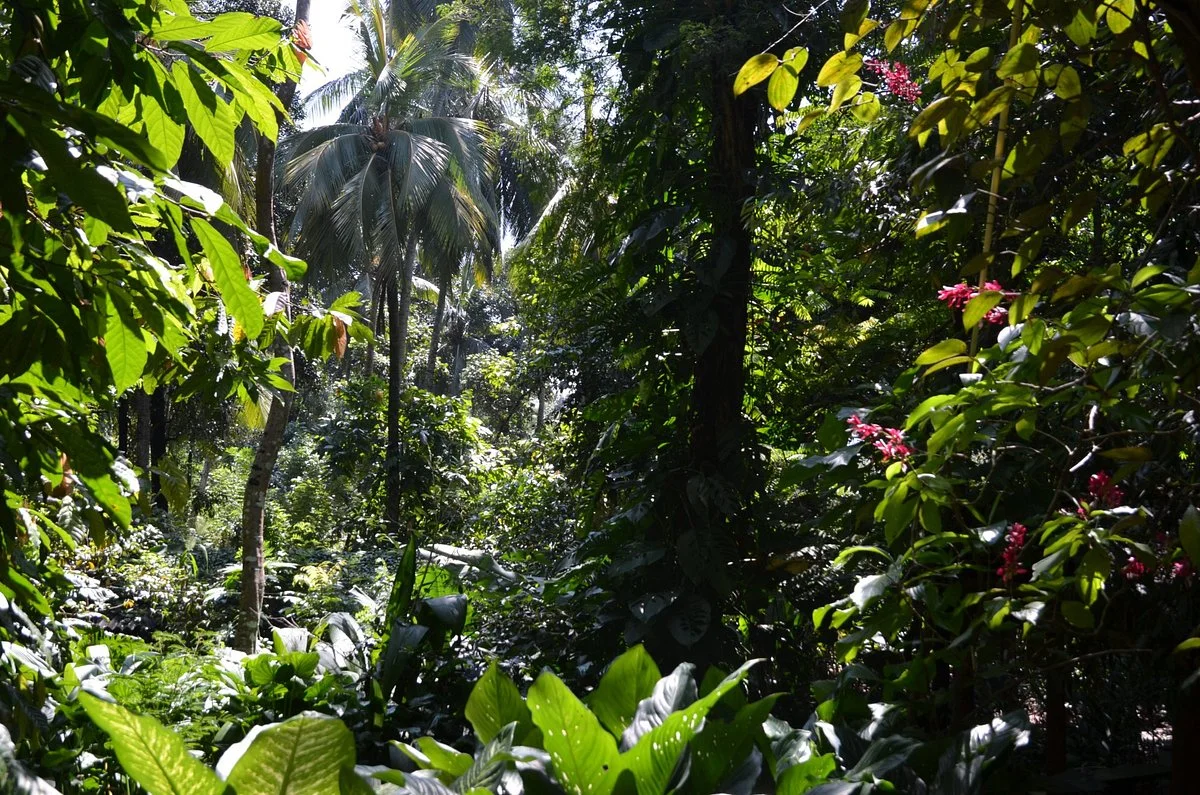 New Ranweli Spice Garden