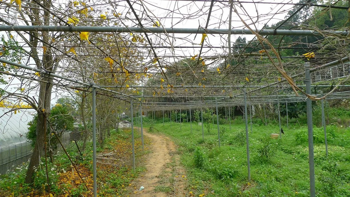 Xinpu Jupu Trail