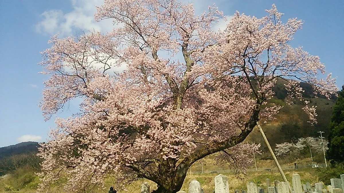 Shozu no Sakura