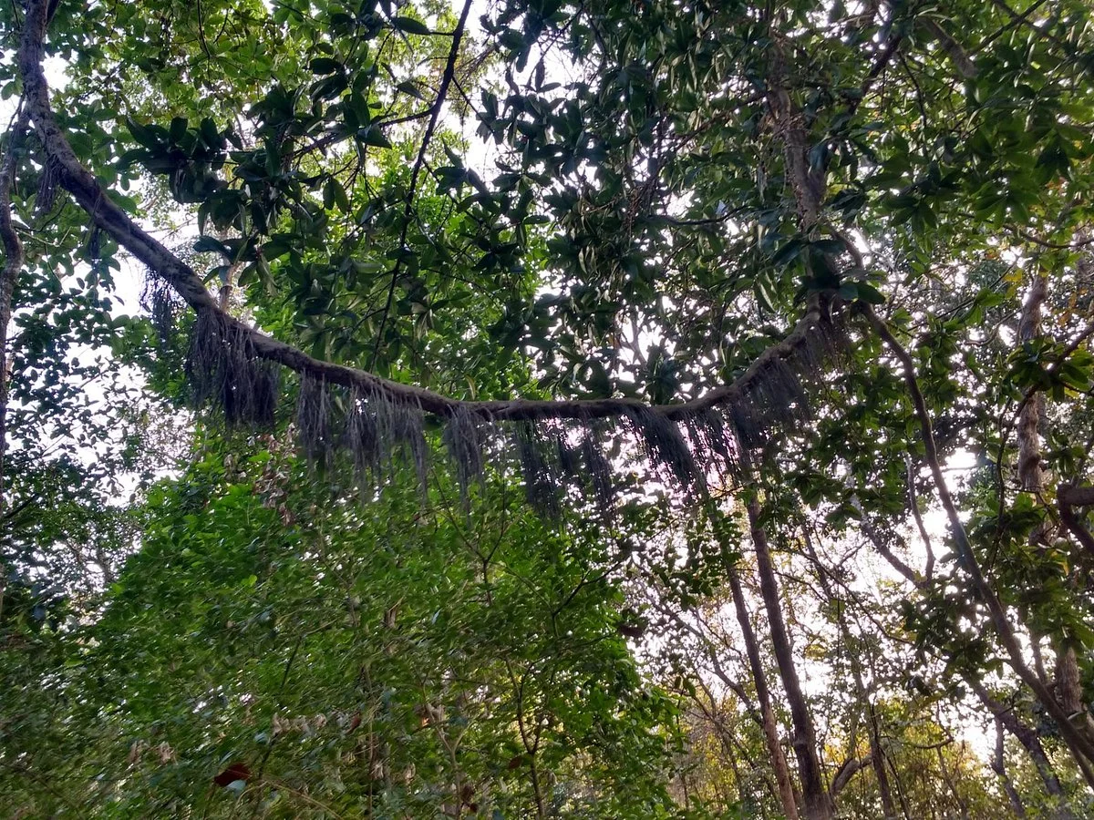 Phansad Bird Sanctuary