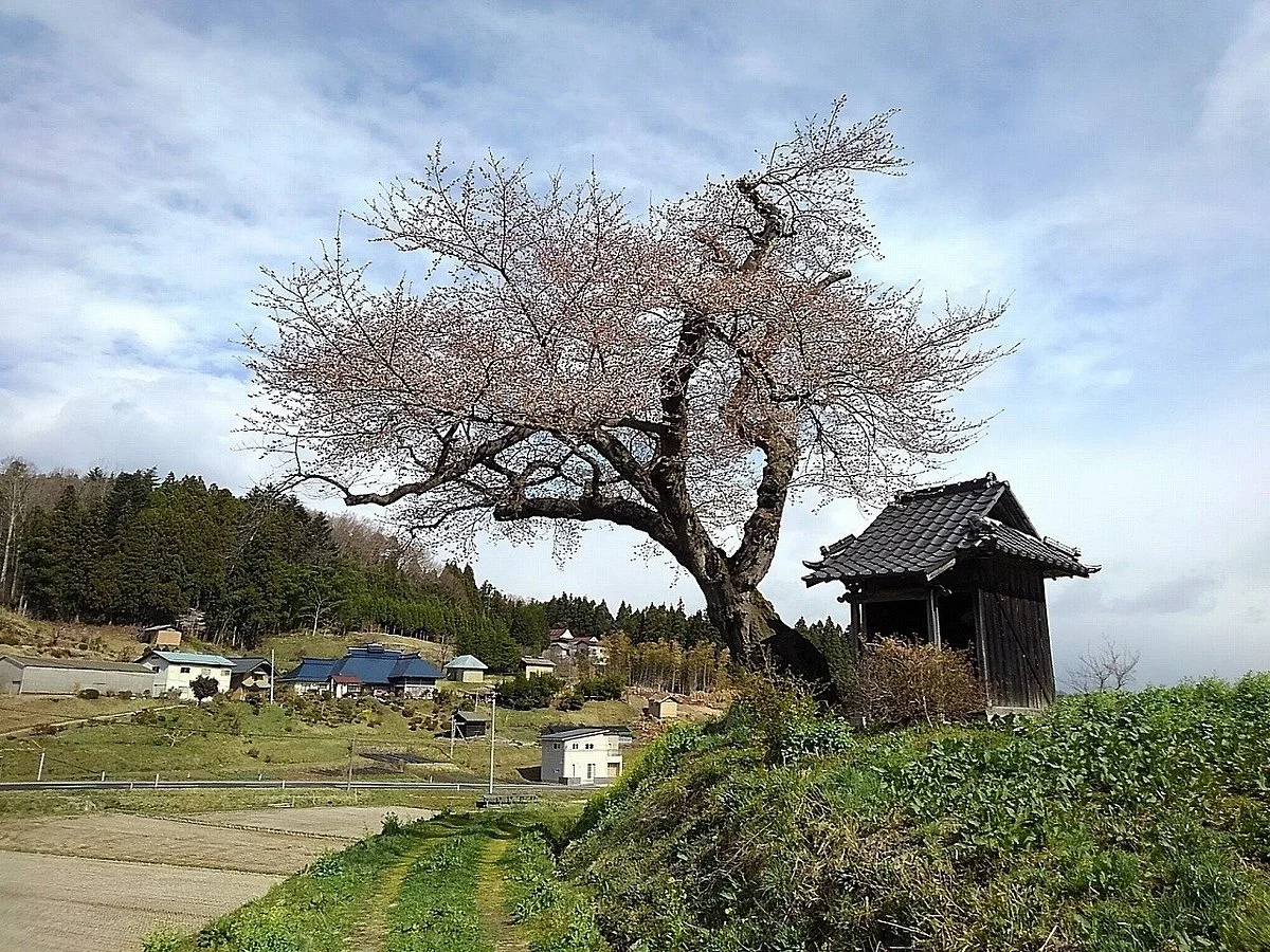 Ozawa no Sakura