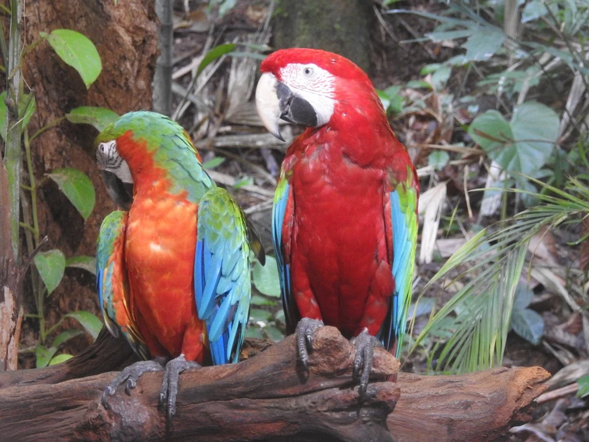 Phuket Bird Park