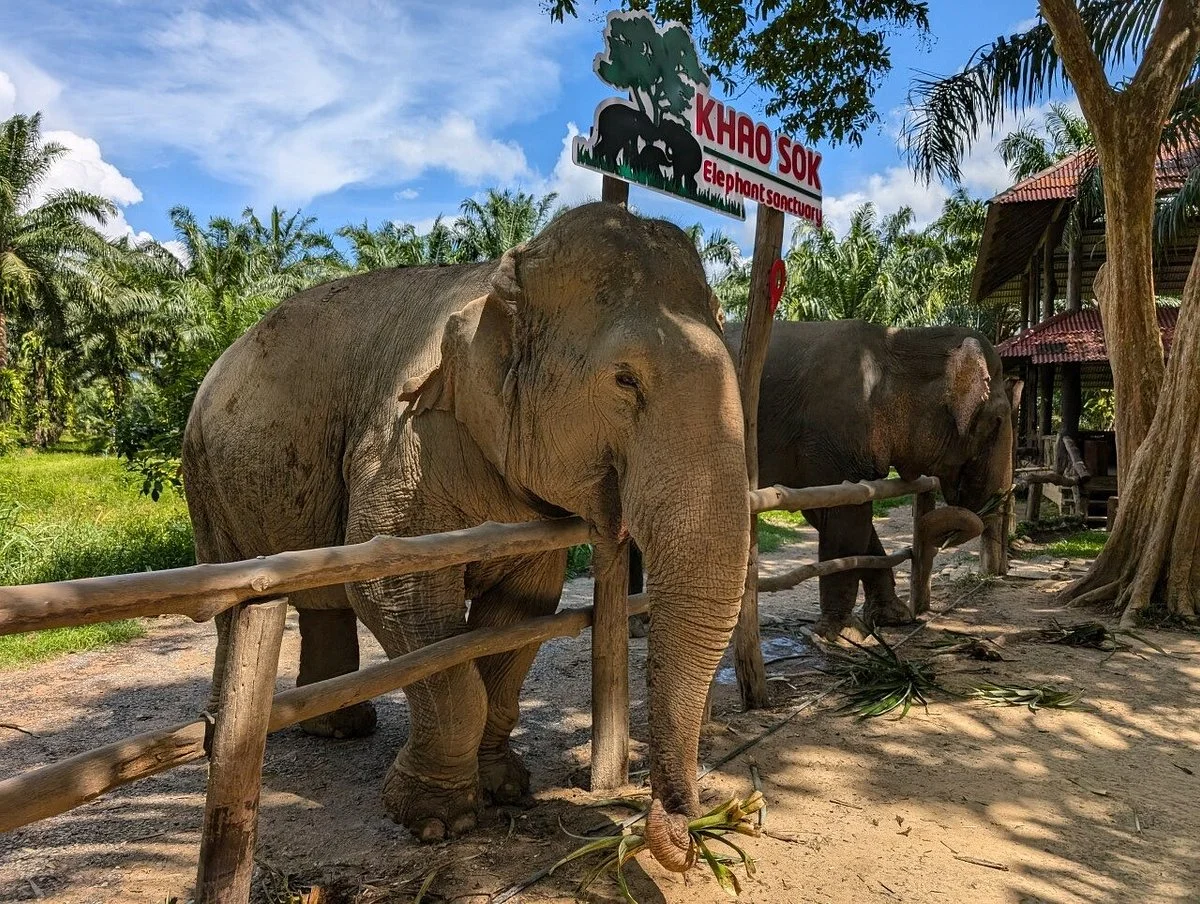 Khao Sok Elephant Sanctuary