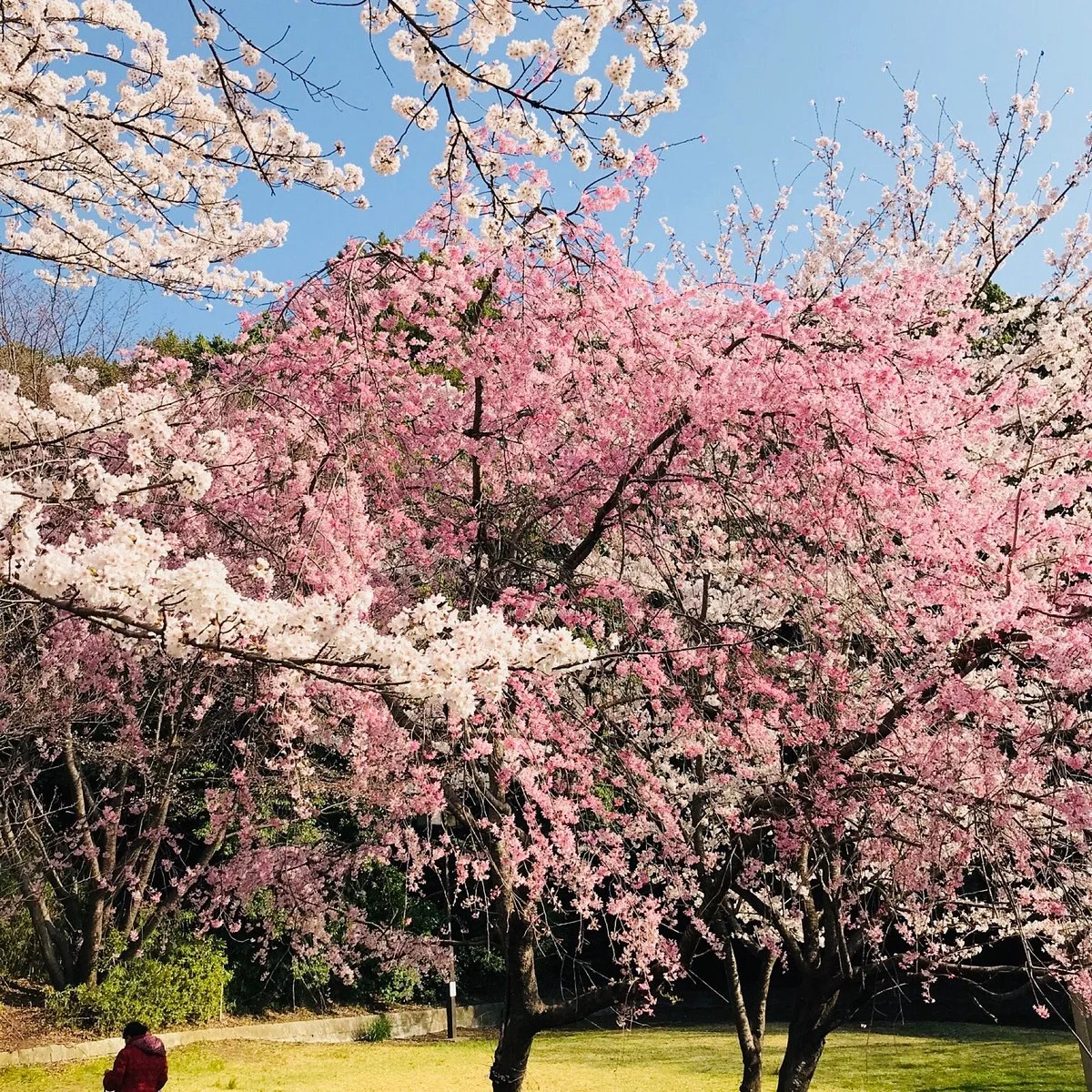 Oyamadairi Park